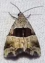 Cobubatha megaplaga - Hodges#9019.2 - photo 2