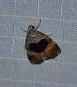 Cobubatha megaplaga - Hodges#9019.2 - photo 3