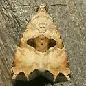 Cobubatha metaspilaris - Hodges#9012
