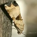 Cobubatha metaspilaris - Hodges#9012 - photo 2