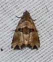 Cobubatha metaspilaris - Hodges#9012 - photo 4