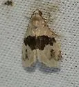 Cobubatha n. sp - poole - Hodges#9019.3 - photo 3
