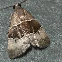 Cobubatha nr. hippotes - Hodges#9019