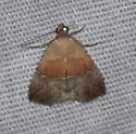 Cobubatha nr. hippotes - Hodges#9019 - photo 2