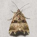 Cobubatha numa - Hodges#9013