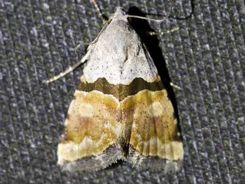 Cobubatha orthozona - Hodges#9017