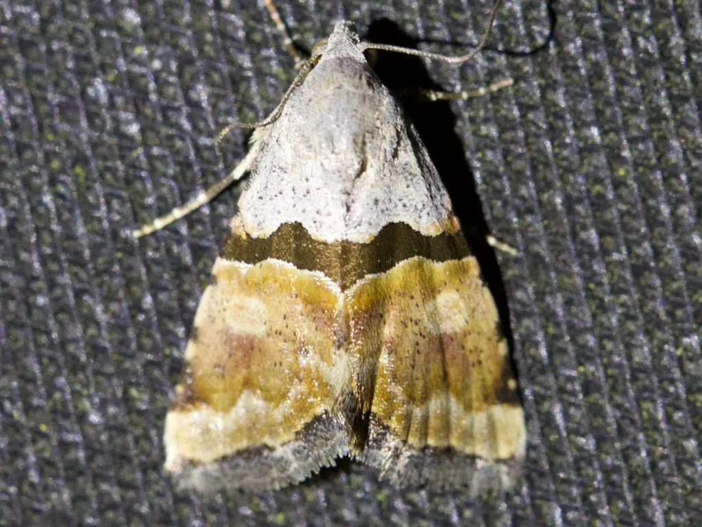 Cobubatha orthozona - Hodges#9017 - photo 2
