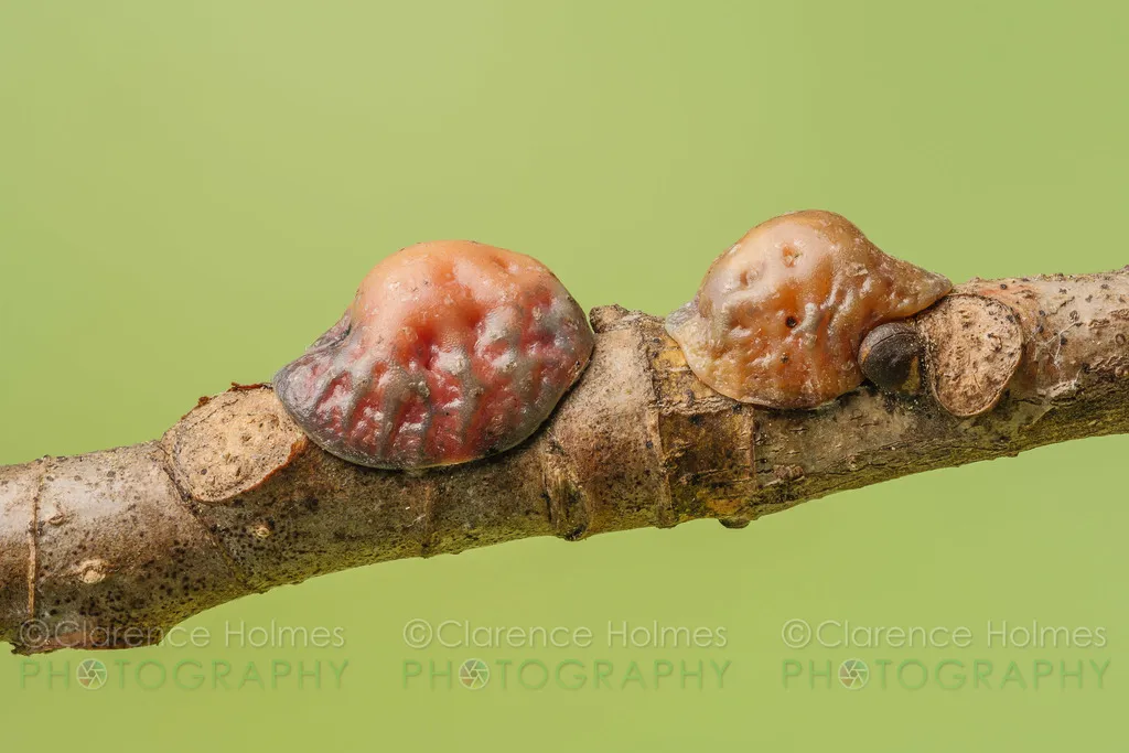 Soft Scale Insects - photo 3