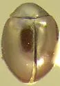 Coccidophilus atronitens