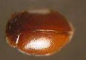 Coccidophilus marginatus