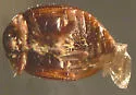 Coccidophilus marginatus - photo 2