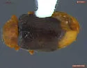 Snow Lady Beetle
