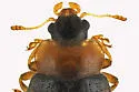 Snow Lady Beetle - photo 3