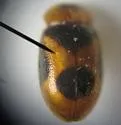 Snow Lady Beetle - photo 5