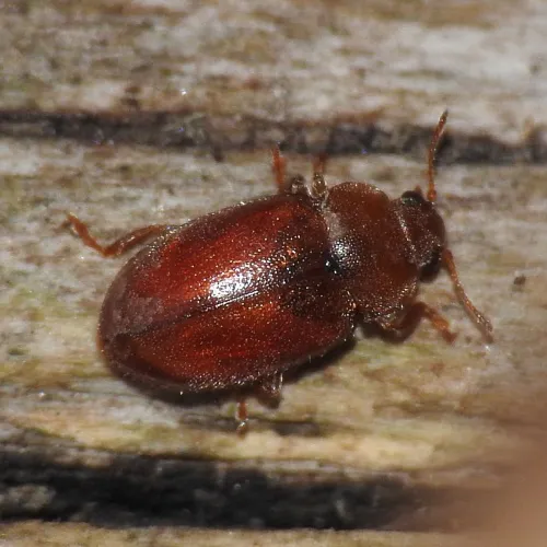 Coccidula rufa
