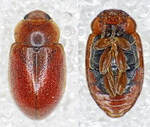 Coccidula rufa - photo 2