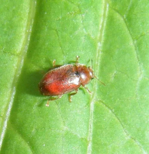 Coccidula rufa - photo 3