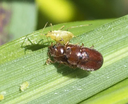Coccidula rufa - photo 4