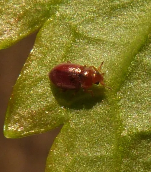 Coccidula rufa - photo 5