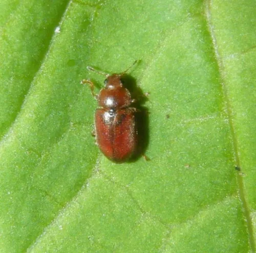 Coccidula rufa - photo 6