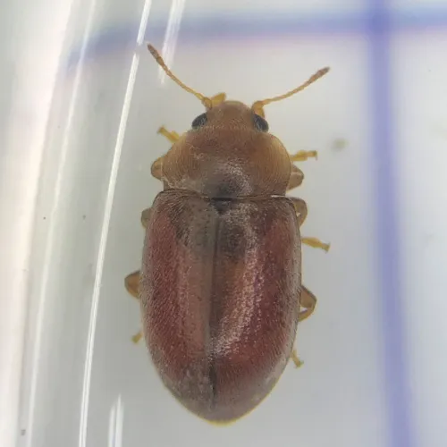 Coccidula rufa - photo 7
