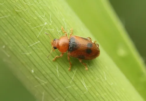 Coccidula scutellata