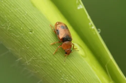 Coccidula scutellata - photo 2