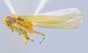Coccineasca banksianae