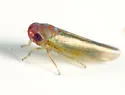 Coccineasca coccinea - Coccineasca coccinea