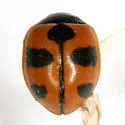 High-country Lady Beetle