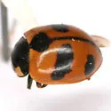 High-country Lady Beetle - photo 2