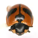 High-country Lady Beetle - photo 3
