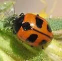 High-country Lady Beetle - photo 4