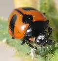 High-country Lady Beetle - photo 5