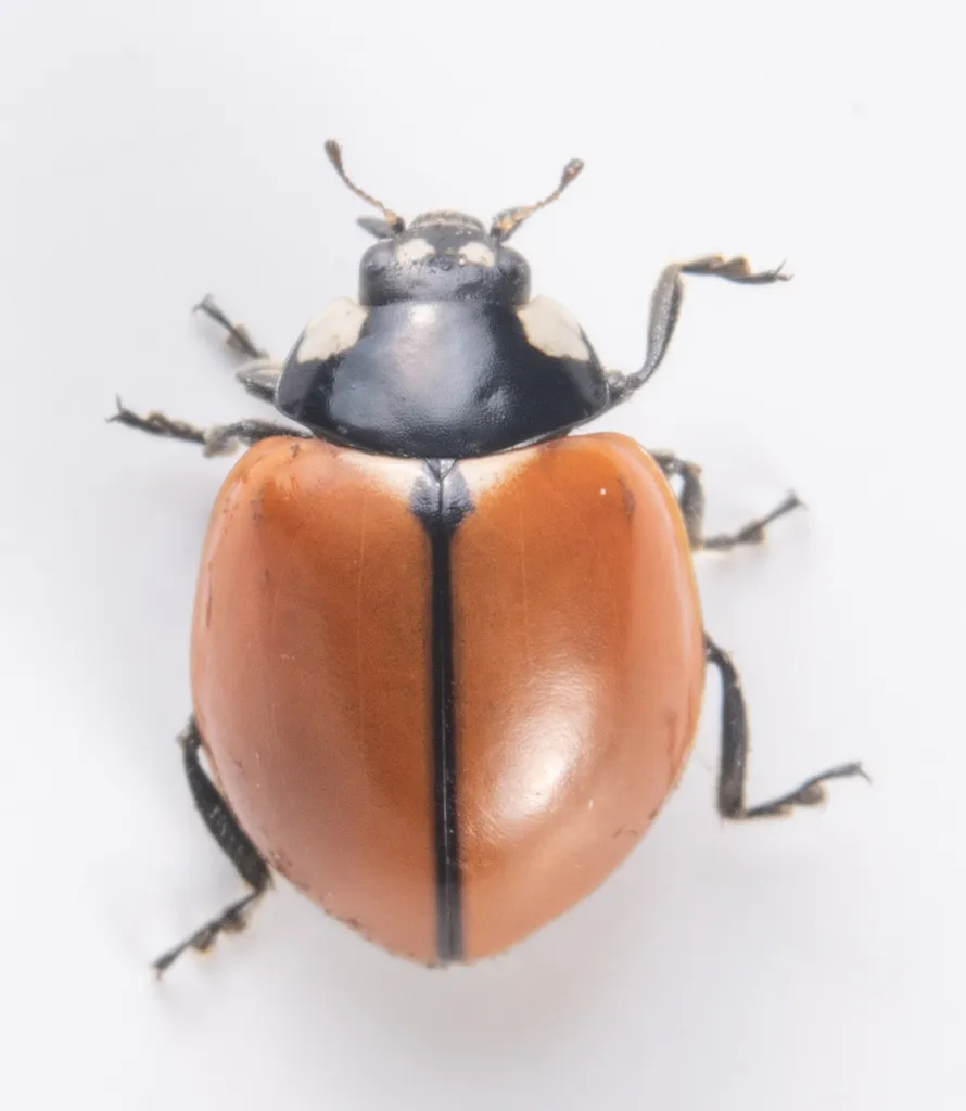 California Lady Beetle - photo 2