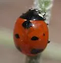 Coccinella difficilis