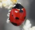 Coccinella difficilis - photo 2