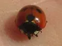 Coccinella difficilis - photo 3