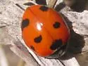 Coccinella difficilis - photo 4