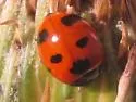 Coccinella difficilis - photo 5