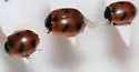 Gleaming Lady Beetle