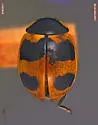 Hieroglyphic Lady Beetle
