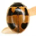 Hieroglyphic Lady Beetle - photo 2