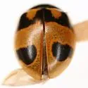 Hieroglyphic Lady Beetle - photo 3