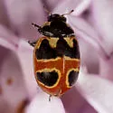 Hieroglyphic Lady Beetle - photo 4