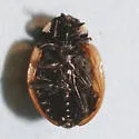 Hieroglyphic Lady Beetle - photo 5