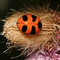 Mountain Lady Beetle