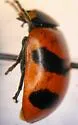 Mountain Lady Beetle - photo 2