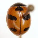 Mountain Lady Beetle - photo 3