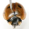 Mountain Lady Beetle - photo 4